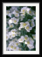 Delphinium Field Fine Art Print