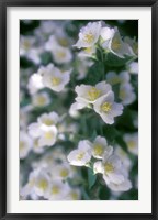 Delphinium Field Fine Art Print