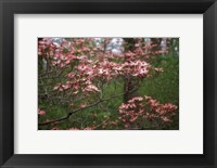 Pink Dogwood Blooms Fine Art Print