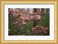 Pink Dogwood Blooms Fine Art Print