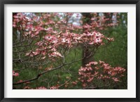Pink Dogwood Blooms Fine Art Print