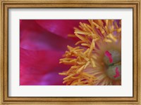 Peony Abstract Fine Art Print