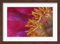 Peony Abstract Fine Art Print