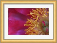 Peony Abstract Fine Art Print