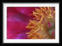 Peony Abstract Fine Art Print