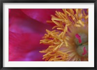 Peony Abstract Fine Art Print