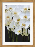 White Orchid Blooms 1 Fine Art Print