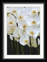 White Orchid Blooms 1 Fine Art Print