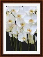 White Orchid Blooms 1 Fine Art Print