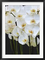 White Orchid Blooms 1 Fine Art Print