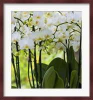 White Orchid Blooms 2 Fine Art Print