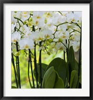 White Orchid Blooms 2 Fine Art Print