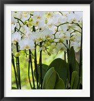 White Orchid Blooms 2 Fine Art Print