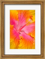Pink And Yellow Hibiscus Flower,  San Francisco, CA Fine Art Print