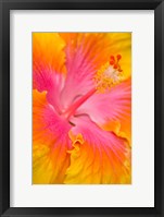 Pink And Yellow Hibiscus Flower,  San Francisco, CA Fine Art Print
