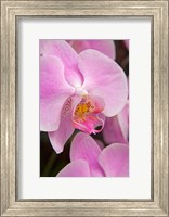 A Pink Orchid In The Phalaenopsis Family, San Francisco Fine Art Print
