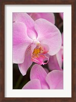 A Pink Orchid In The Phalaenopsis Family, San Francisco Fine Art Print