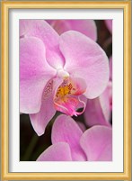 A Pink Orchid In The Phalaenopsis Family, San Francisco Fine Art Print