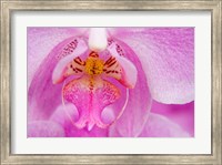 A Pink Orchid, San Francisco Conservatory Of Flowers Fine Art Print