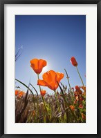 Poppies With Sun And Blue Sky, Antelope Valley, CA Fine Art Print
