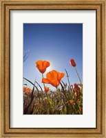 Poppies With Sun And Blue Sky, Antelope Valley, CA Fine Art Print
