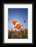 Poppies With Sun And Blue Sky, Antelope Valley, CA Fine Art Print