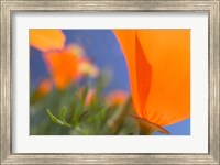 Poppies Spring Bloom 1. Lancaster, CA Fine Art Print