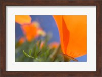 Poppies Spring Bloom 1. Lancaster, CA Fine Art Print