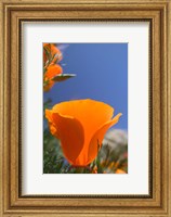 Poppies Spring Bloom 2. Lancaster, CA Fine Art Print