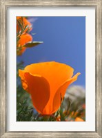 Poppies Spring Bloom 2. Lancaster, CA Fine Art Print