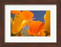 Poppies Spring Bloom 5. Lancaster, CA Fine Art Print