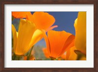 Poppies Spring Bloom 5. Lancaster, CA Fine Art Print