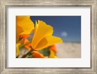 Poppies Spring Bloom 6. Lancaster, CA Fine Art Print