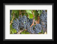 Vineyard Grapes, Calistoga, Napa Valley, Ca Fine Art Print