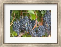 Vineyard Grapes, Calistoga, Napa Valley, Ca Fine Art Print