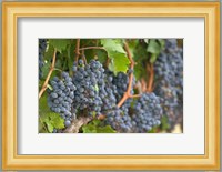 Vineyard Grapes, Calistoga, Napa Valley, Ca Fine Art Print