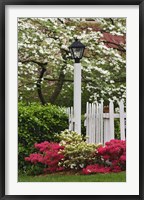Pickett Fence, Lamp, Azaleas, And Flowering Dogwood Tree, Louisville, Kentucky Framed Print