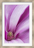 Magnolia Flower, Maine Fine Art Print