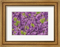 Oregon Blossoms And New Growth On Redbud Tree In Multnomah County Fine Art Print