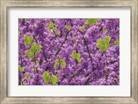 Oregon Blossoms And New Growth On Redbud Tree In Multnomah County Fine Art Print