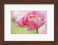 Pink Double Tulip Flower, Pennsylvania Fine Art Print