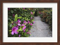 Rhododendron Along Pathway, Magnolia Plantation, Charleston, South Carolina Fine Art Print