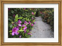 Rhododendron Along Pathway, Magnolia Plantation, Charleston, South Carolina Fine Art Print