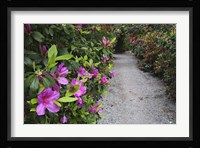 Rhododendron Along Pathway, Magnolia Plantation, Charleston, South Carolina Fine Art Print