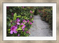 Rhododendron Along Pathway, Magnolia Plantation, Charleston, South Carolina Fine Art Print