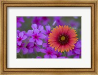 Phlox And Indian Blanket Near Devine Texas Fine Art Print