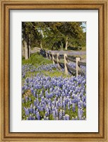 Lone Oak Tree Along Fenceline With Spring Bluebonnets, Texas Fine Art Print