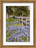 Lone Oak Tree Along Fenceline With Spring Bluebonnets, Texas Fine Art Print