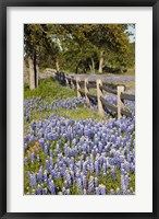 Lone Oak Tree Along Fenceline With Spring Bluebonnets, Texas Fine Art Print