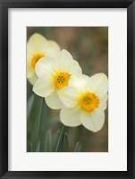 Closeup Of White Daffodils, Arlington, Virginia Fine Art Print